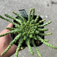 ブーファン ハエマンソイデス | STELLA.PLANTS