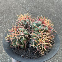 テロカクタス 緋冠竜