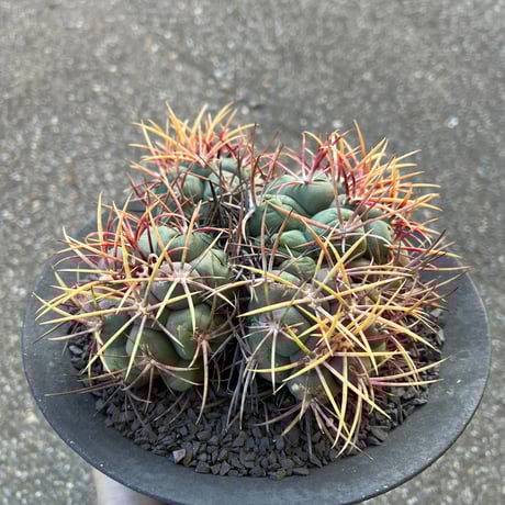 CATEGORY サボテン | STELLA.PLANTS