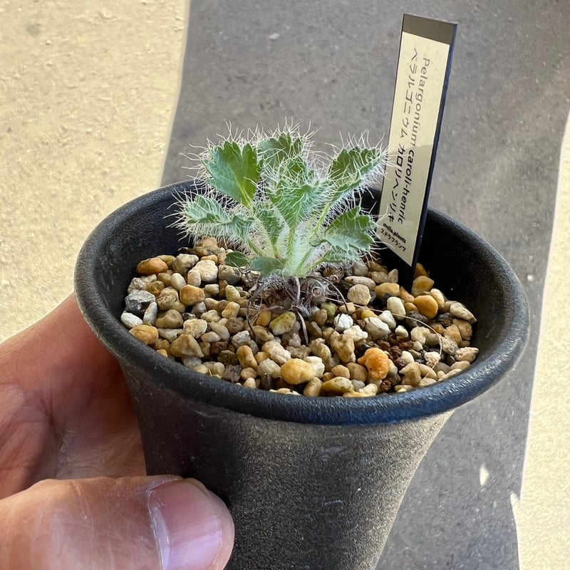 ペラルゴニウム カロリヘンリキ2 | STELLA.PLANTS ペラルゴニウム カロリヘンリキ2 | STELLA.PLANTS