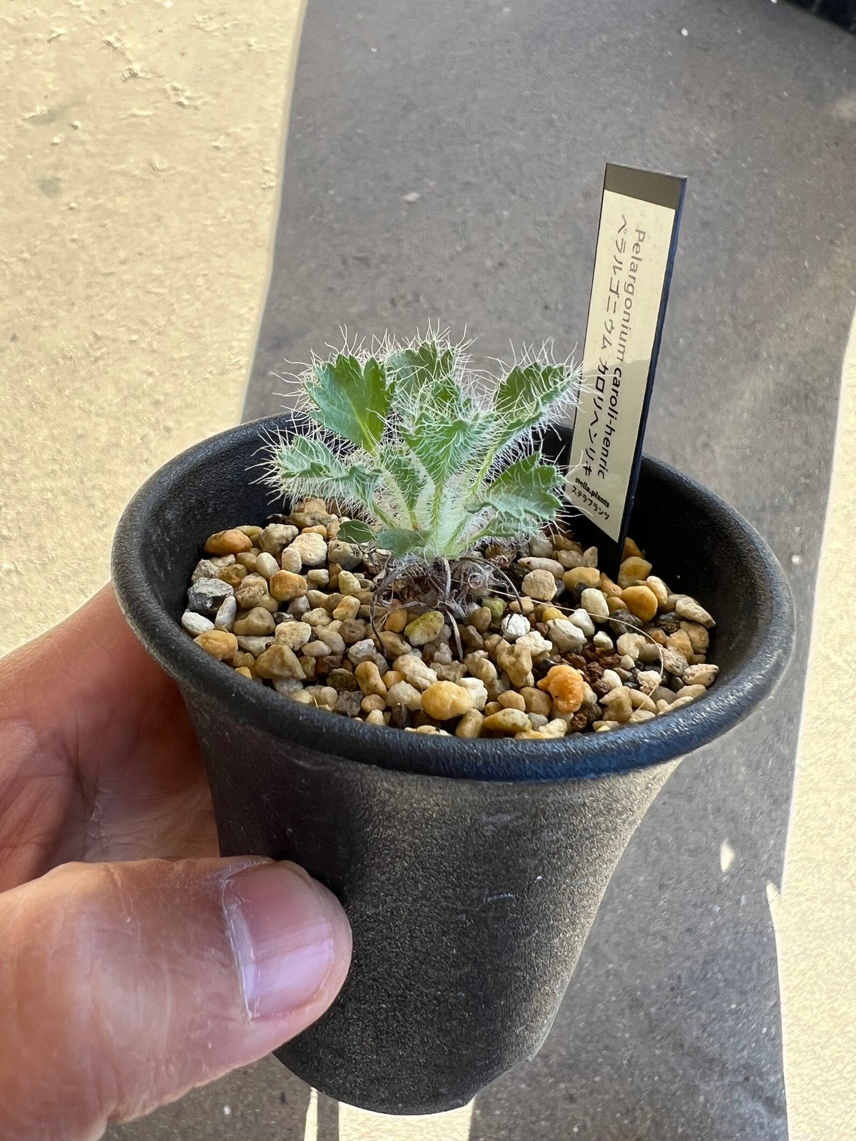 種子】◇ ペラルゴニウム カロリヘンリキ Pelargonium caroli-henrici