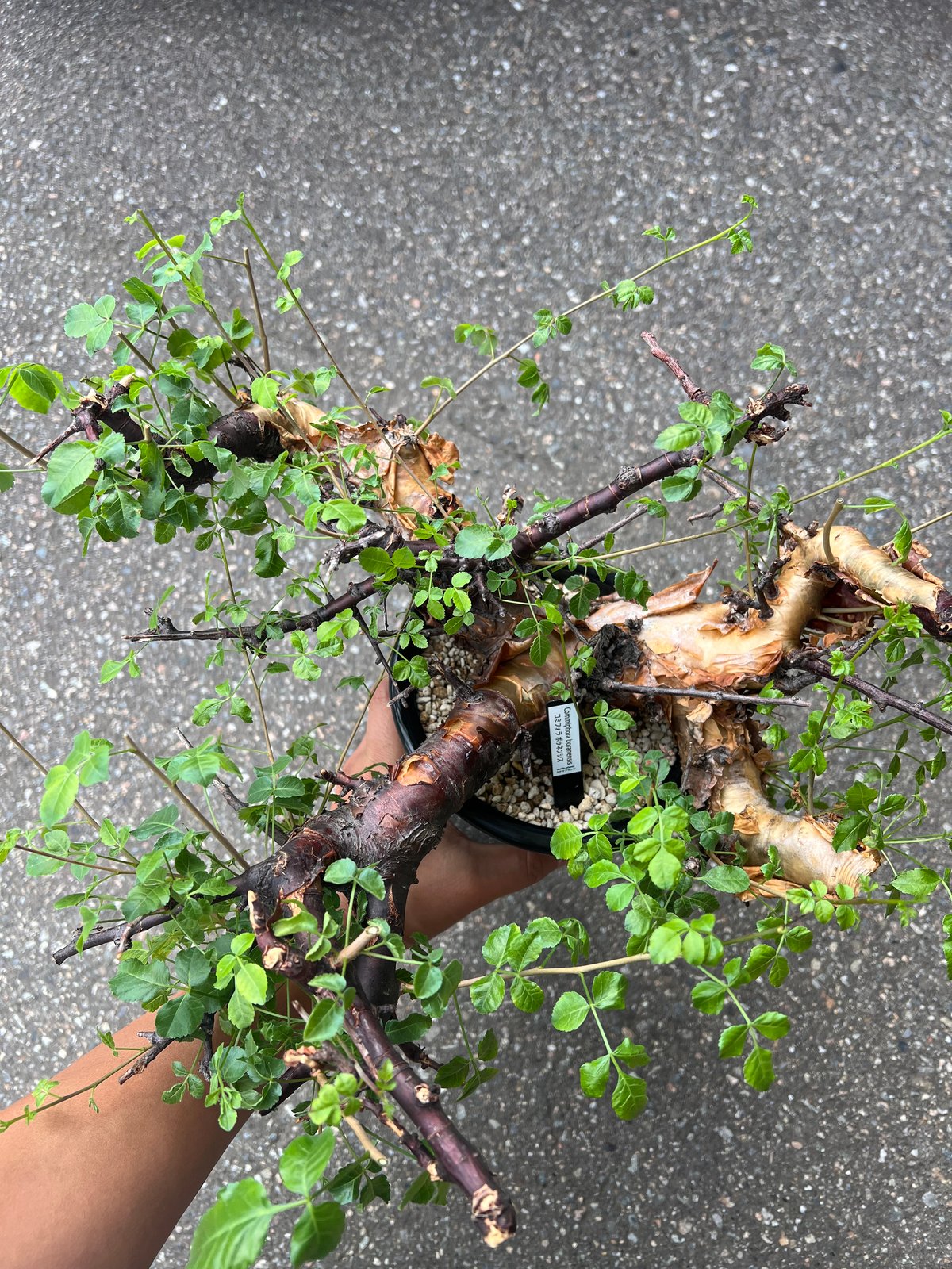 コミフォラ ボラネンシス | STELLA.PLANTS