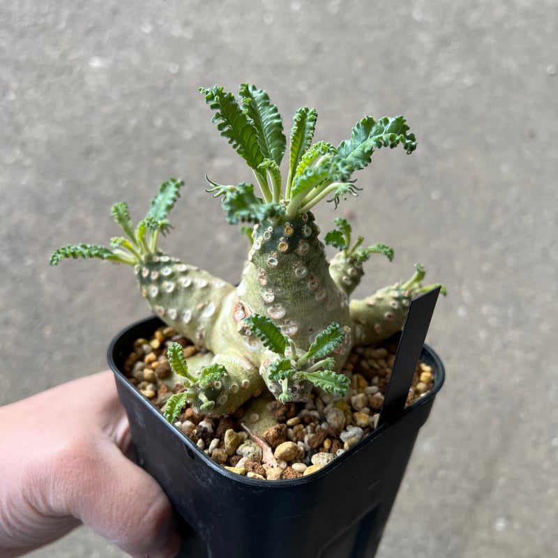 【タイ輸入株】ドルステニア　ラブラニー ドルステニア ラブラニー | STELLA.PLANTS
