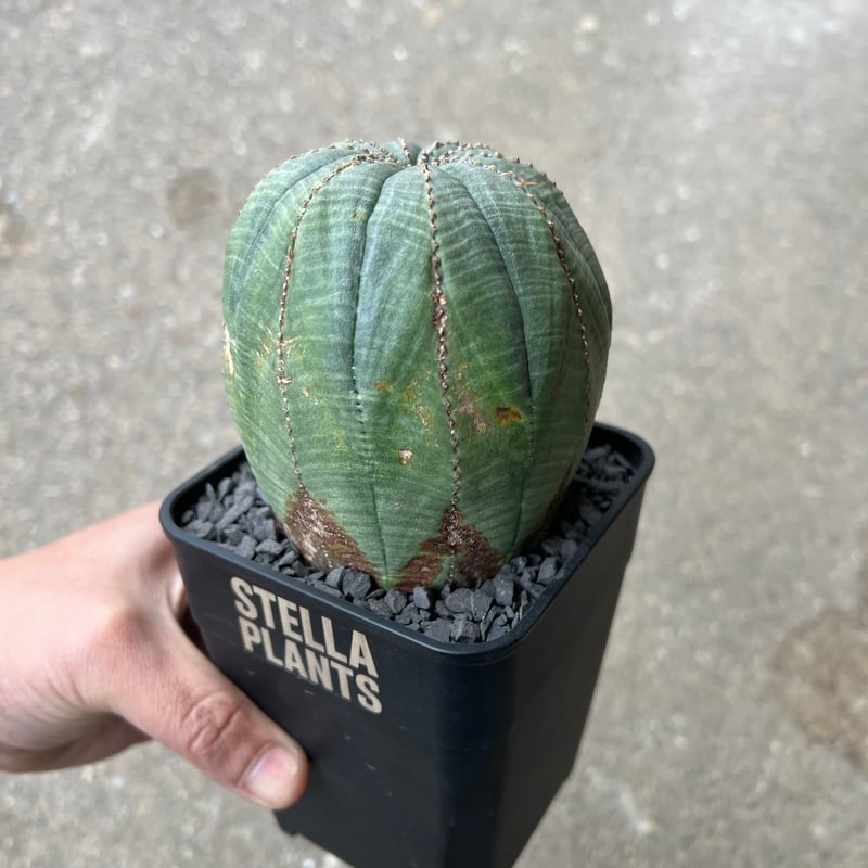 ユーフォルビア オベサ5 | STELLA.PLANTS