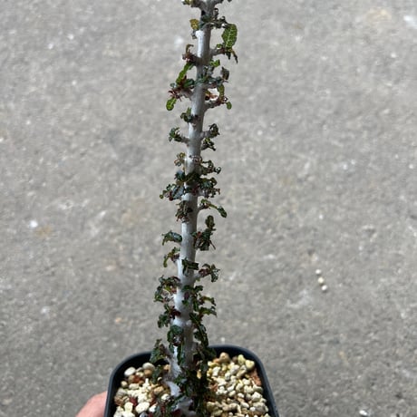 ボスウェリア ナナ1