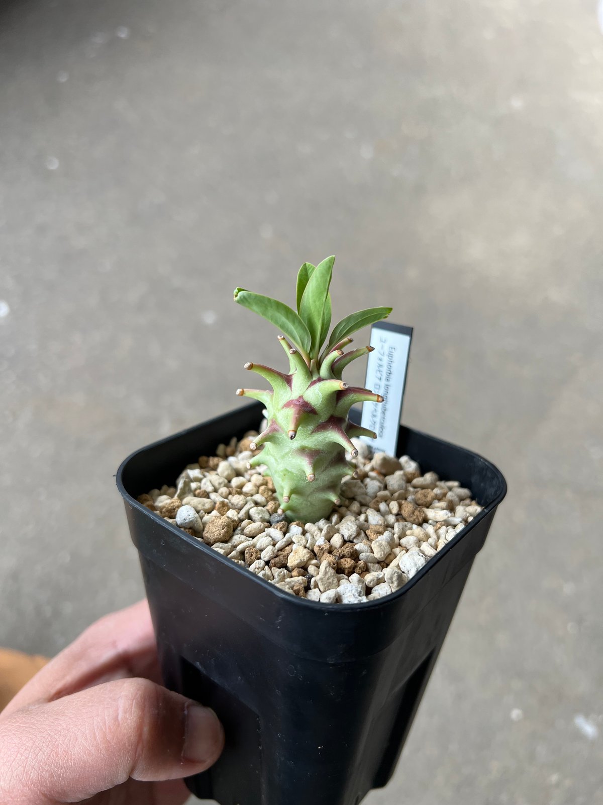 ユーフォルビア オベサ メス株 抜き苗発送 【公式通販】