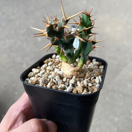 ユーフォルビア クラビゲラ1