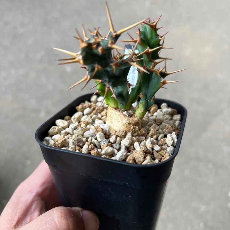 ユーフォルビア クラビゲラ1 | STELLA.PLANTS