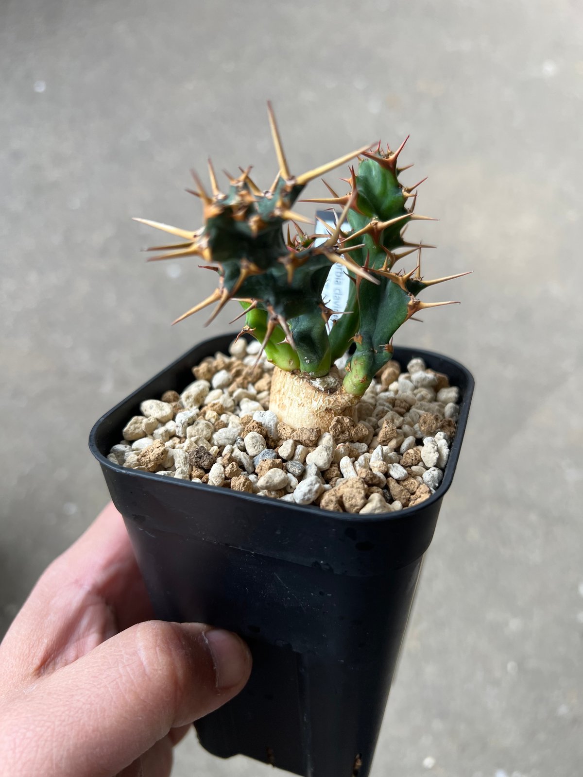 ユーフォルビア クラビゲラ1 | STELLA.PLANTS