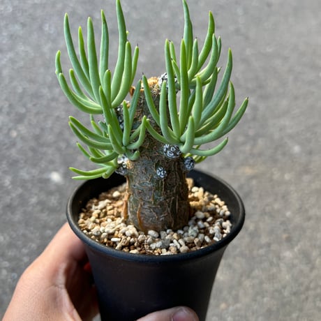 チレコドン　ペアルソニー チレコドン ペアルソニー1 | STELLA.PLANTS