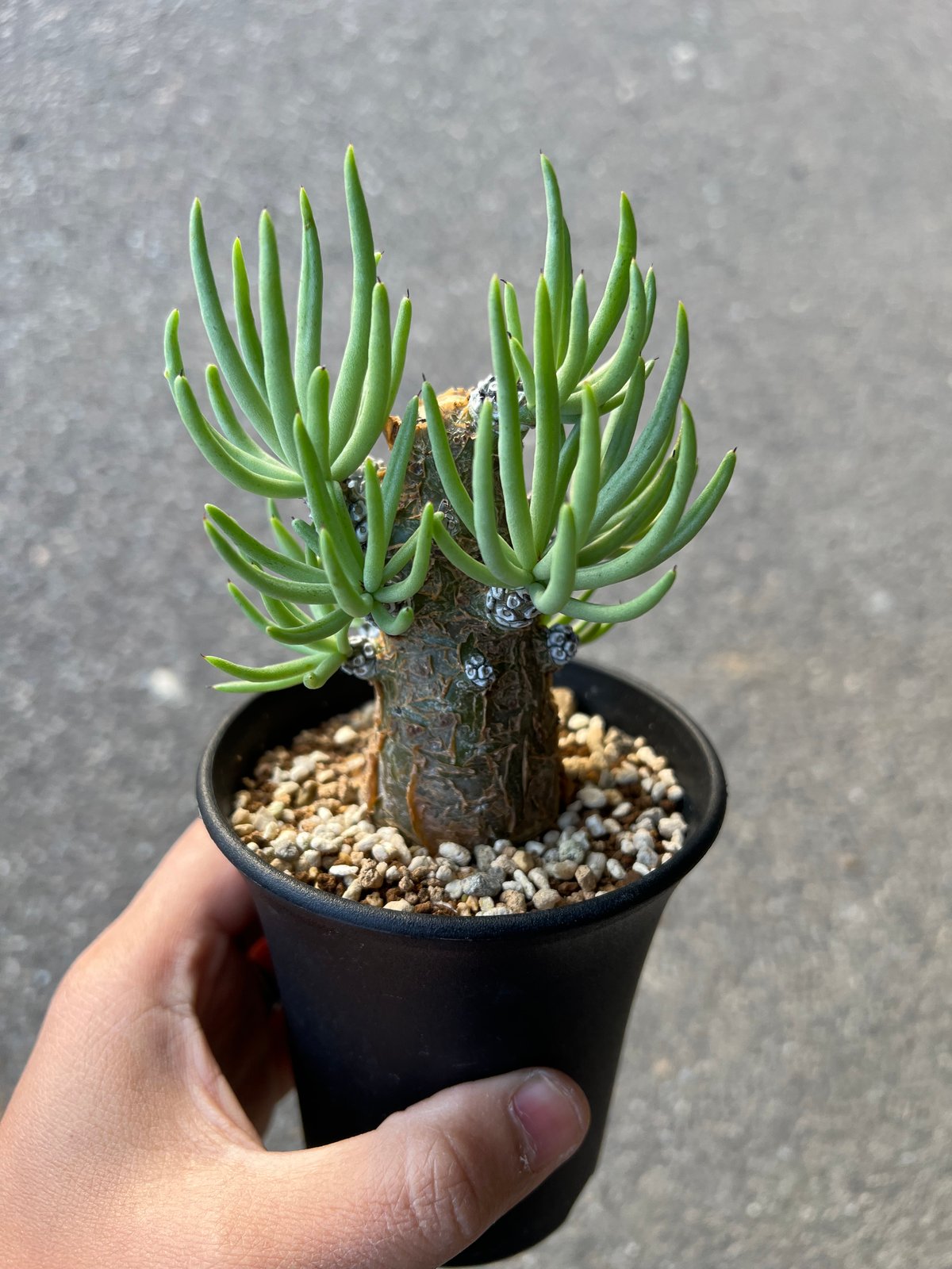 ①ペアルソニー チレコドン ペアルソニー1 | STELLA.PLANTS