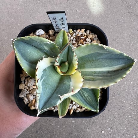 ジャガーノート | STORES