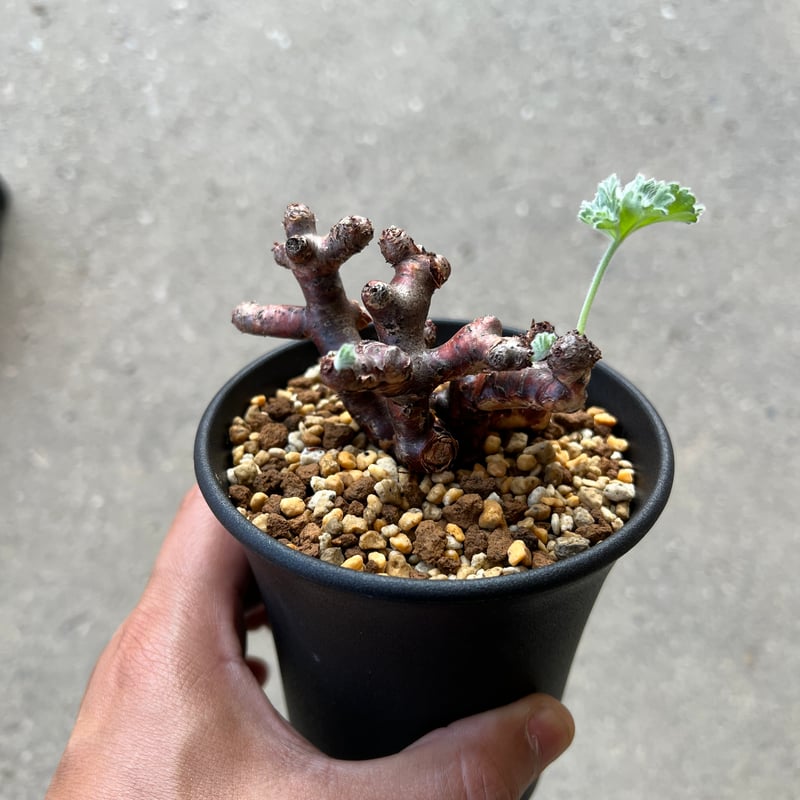 ペラルゴニウム ミラビレ挿木 | STELLA.PLANTS 