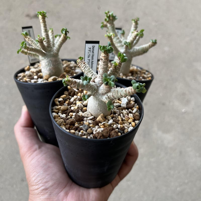 アデニウム 獅子葉 ※ランダム販売 | STELLA.PLANTS