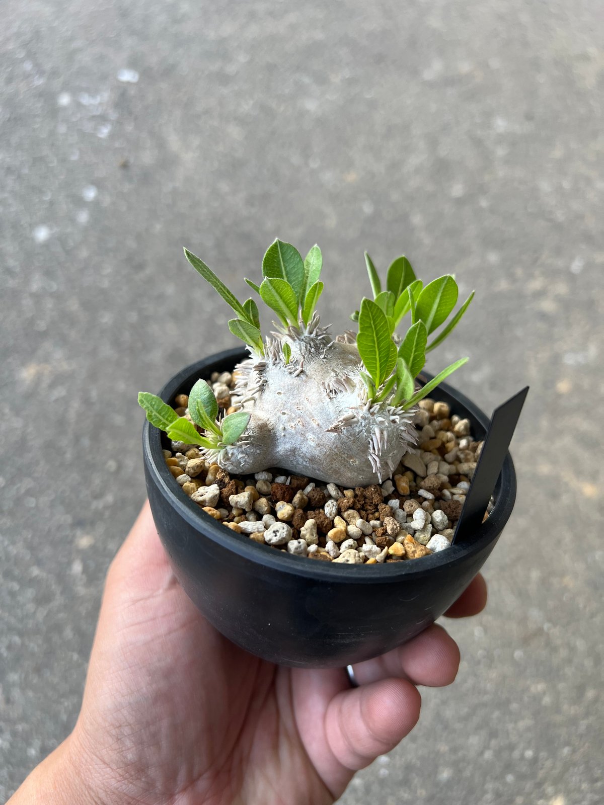 【週末Sale】パキポディウム 恵比寿笑い ⑥ 期間限定】パキポディウム