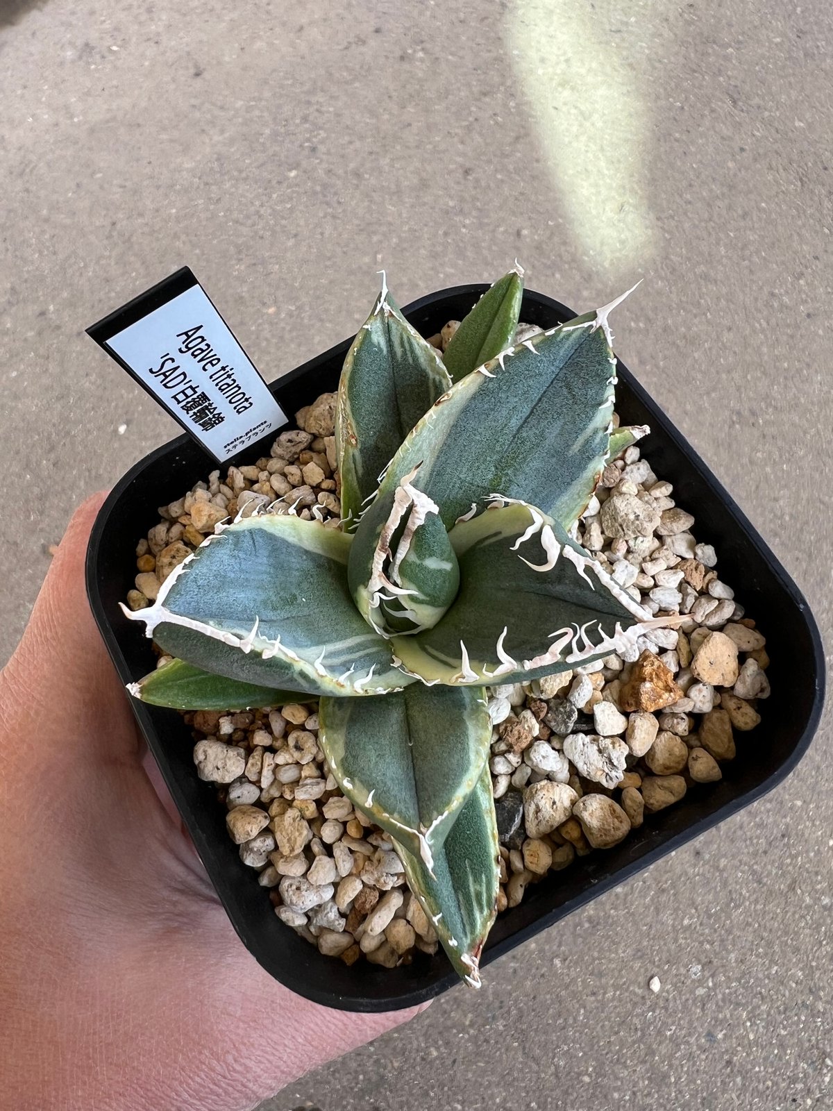 アガベ チタノタ SAD錦3 | STELLA.PLANTS