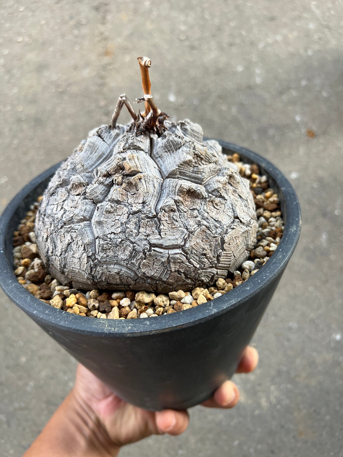 アフリカ亀甲竜 5.5寸5 | STELLA.PLANTS