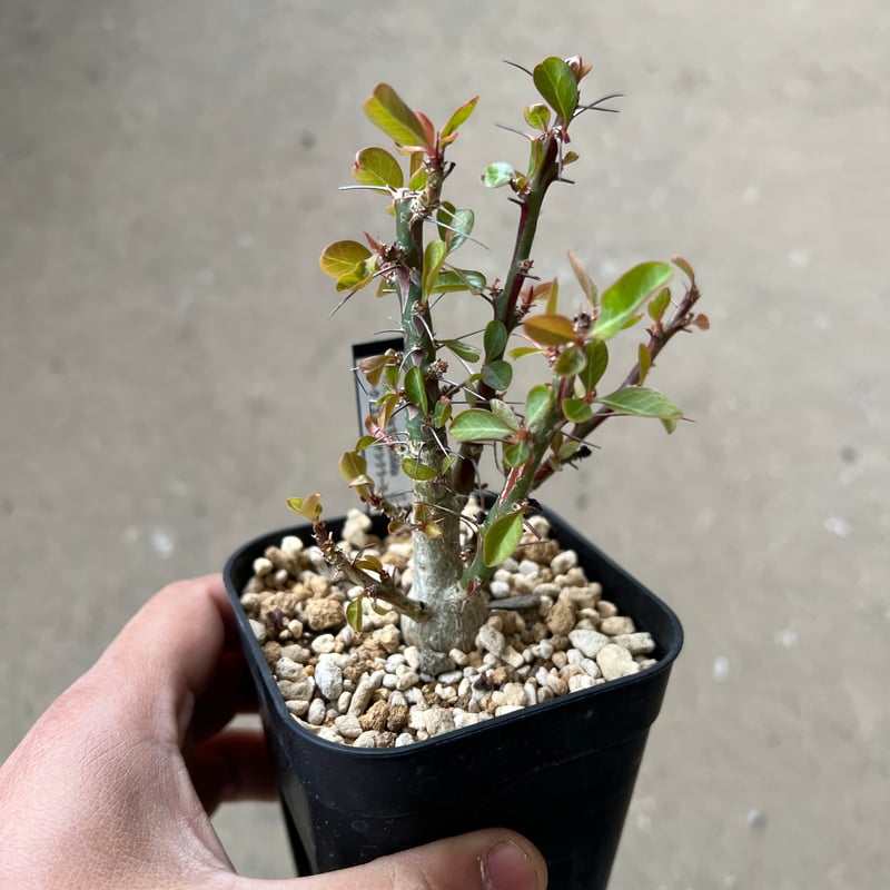 フォークイエリア ファシクラータ | STELLA.PLANTS