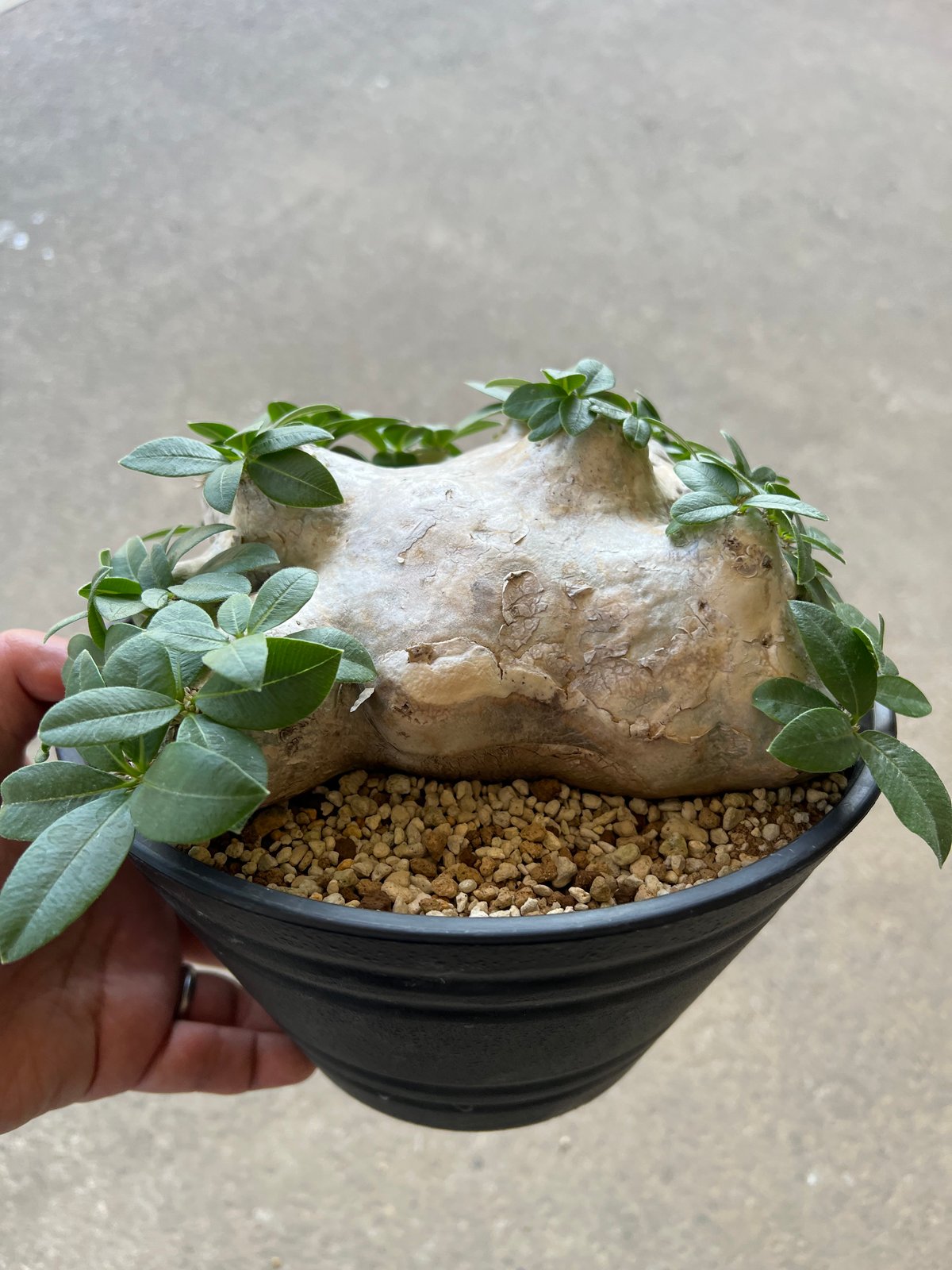 恵比寿笑い パキポディウム ブレビカウレ 鉢 left botanical 恵比寿