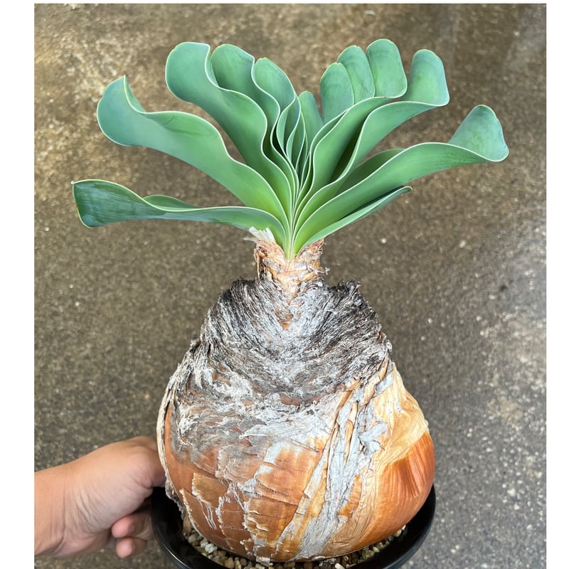 ブーファン ハエマンソイデス | STELLA.PLANTS ブーファン ハエマンソイデス | STELLA.PLANTS