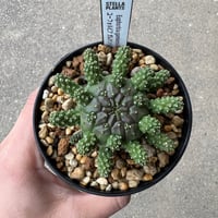 ユーフォルビア ガムケンシス1 | STELLA.PLANTS
