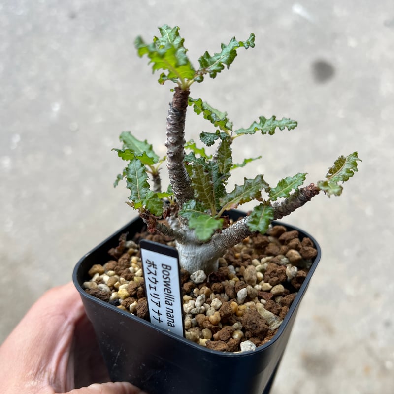 【国内実生】 ボスウェリア ナナ 元気株 ボスウェリア ナナ | STELLA.PLANTS