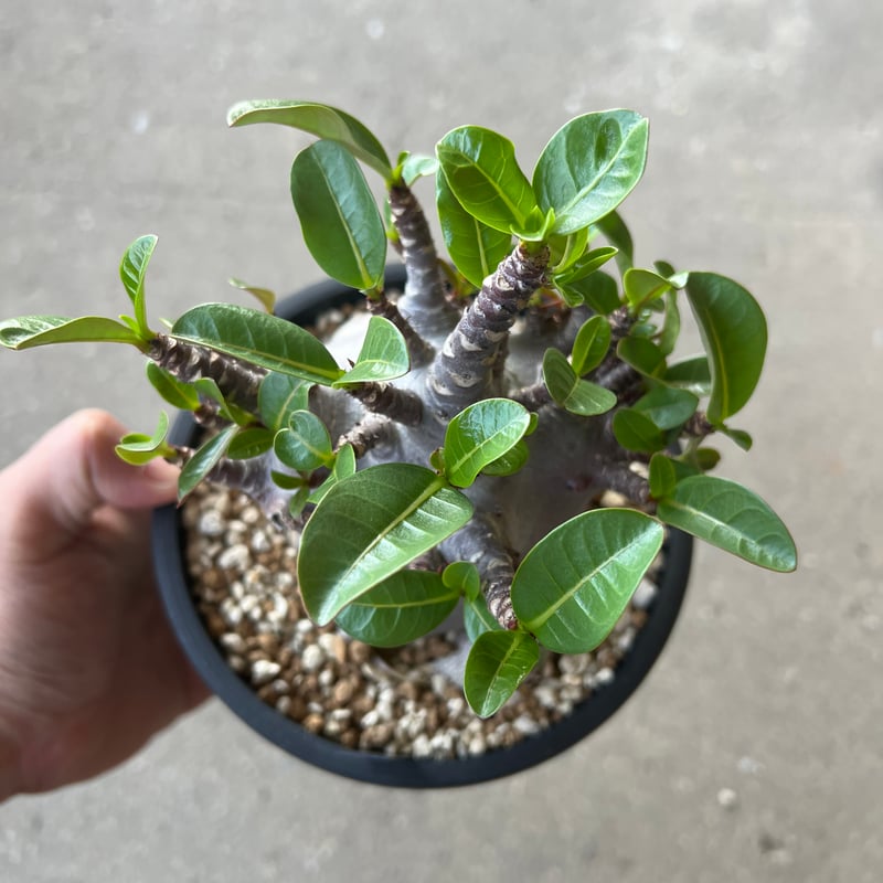 アデニウム アラビカム ブラックスキン1 | STELLA.PLANTS