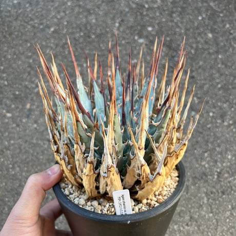 アガベユタエンシスネバデンシス | STORES