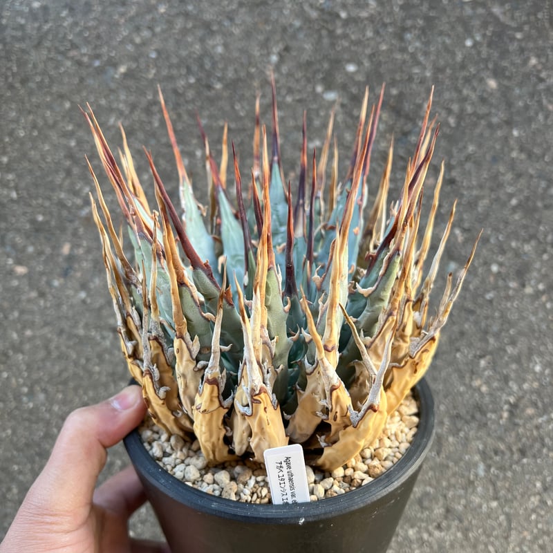 ユタエンシス エボリスピナ 5寸鉢サイズ | STELLA.PLANTS