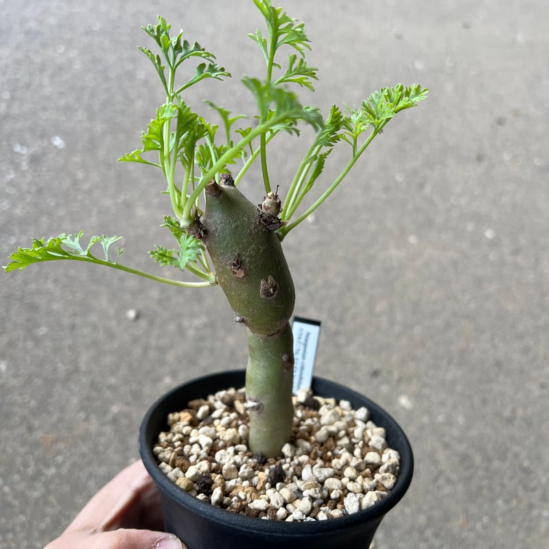 ペラルゴニウム クリズミフォリウム5 | STELLA.PLANTS