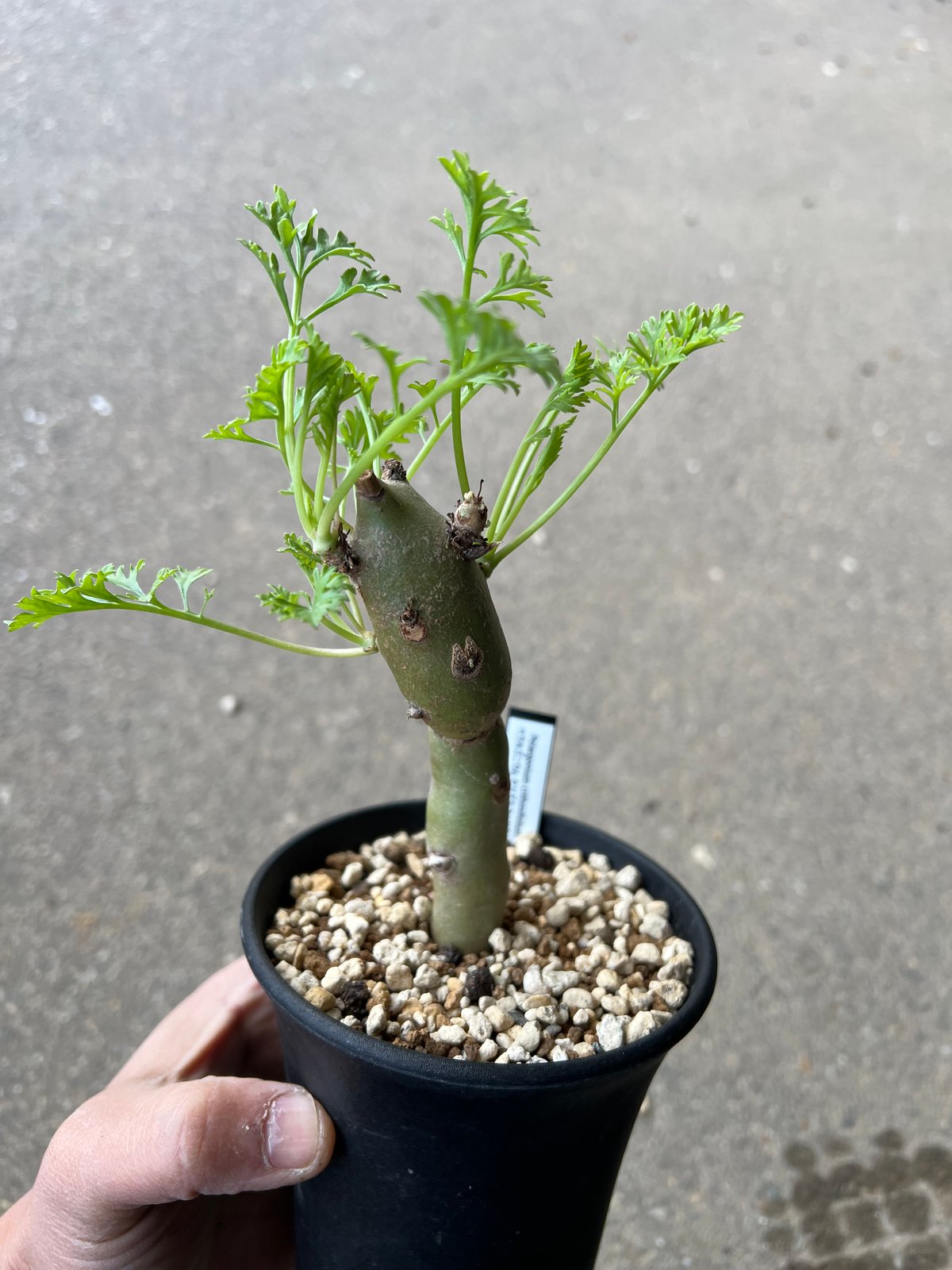 ペラルゴニウム クリズミフォリウム5 | STELLA.PLANTS