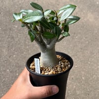 ユーフォルビア シミリラメア | STELLA.PLANTS