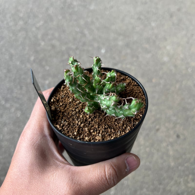 ユーフォルビア アクチノクラダ 2 | STELLA.PLANTS