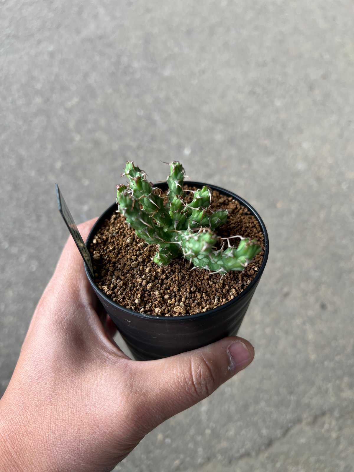 ユーフォルビア アクチノクラダ 2 | STELLA.PLANTS