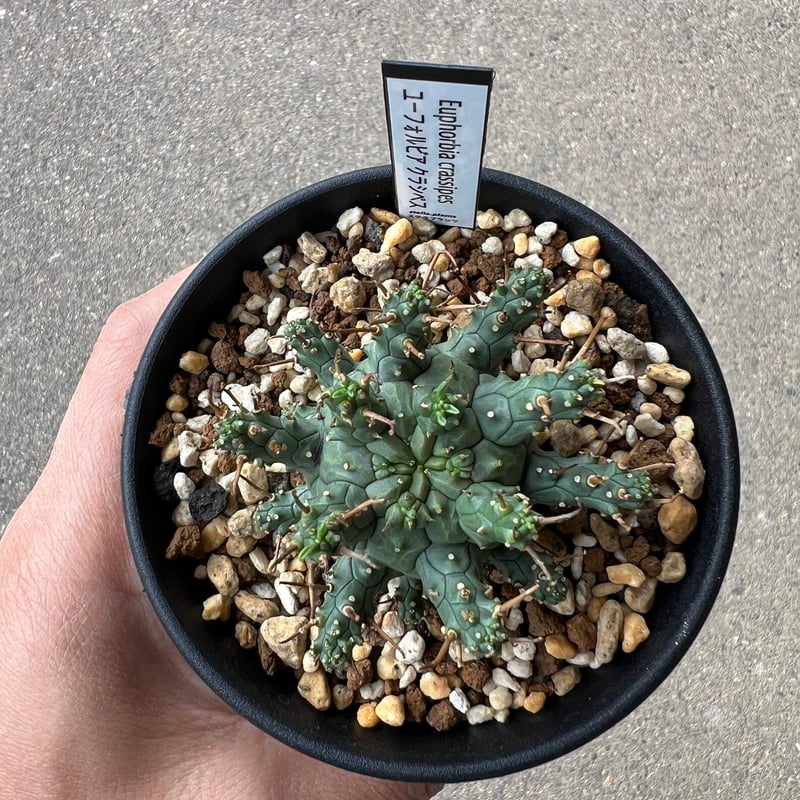 ユーフォルビア クラシペス1 | STELLA.PLANTS