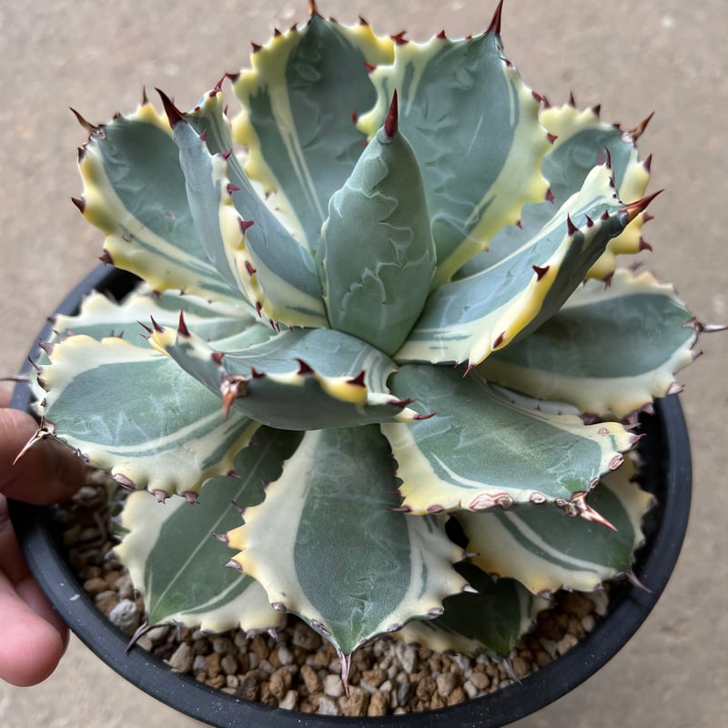 新品Mサイズ kaitlynSepia Agave 新品Mサイズ kaitlynSepia Agave Agave | SPG 'for sale'