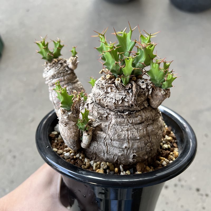 Euphorbia clavigera - ユーフォルビア クラビゲラ ユーフォルビア クラビゲラ / Euphorbia clavigera / KN1037 |