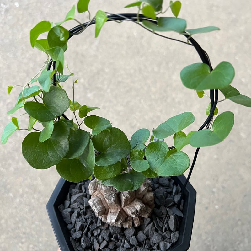 Ysh_sugawara69 亀甲竜　実生株　アフリカ亀甲竜 Ysh_sugawara69 亀甲竜 実生株 アフリカ亀甲竜 アフリカ亀甲竜 実生