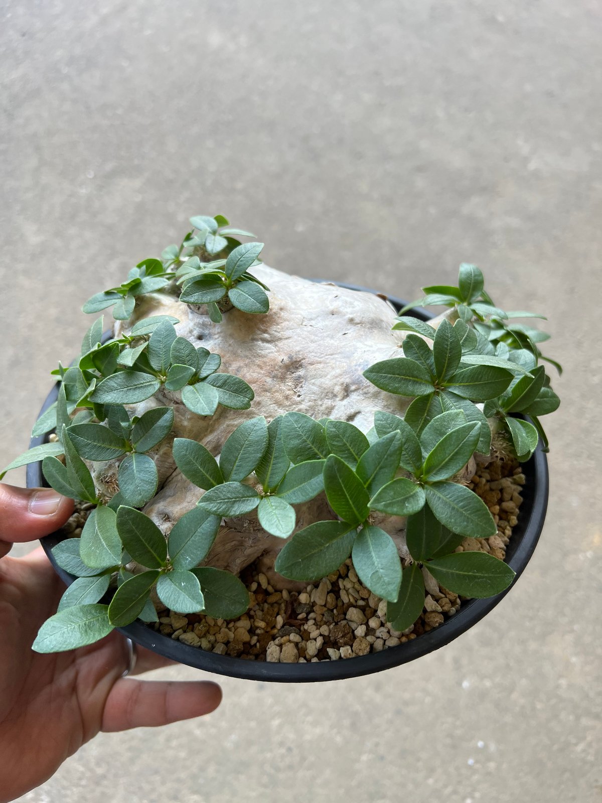 パキポディウム ブレビカウレ 恵比寿笑い | STELLA.PLANTS