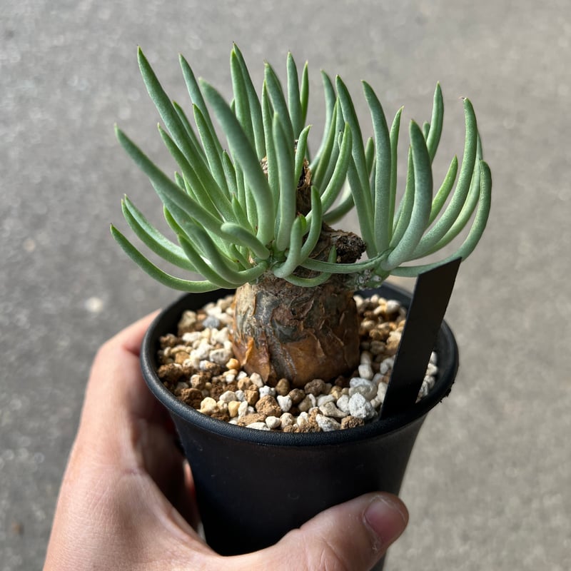 チレコドン　ペアルソニー　鉢ごと チレコドン・ペアルソニー | 多肉植物・特別な鉢の販売 | トーキー | TOKY