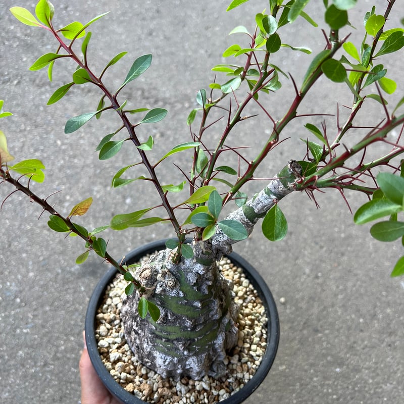 激レア フォークイエリア ファシクラータ 5頭 激レア フォークイエリア