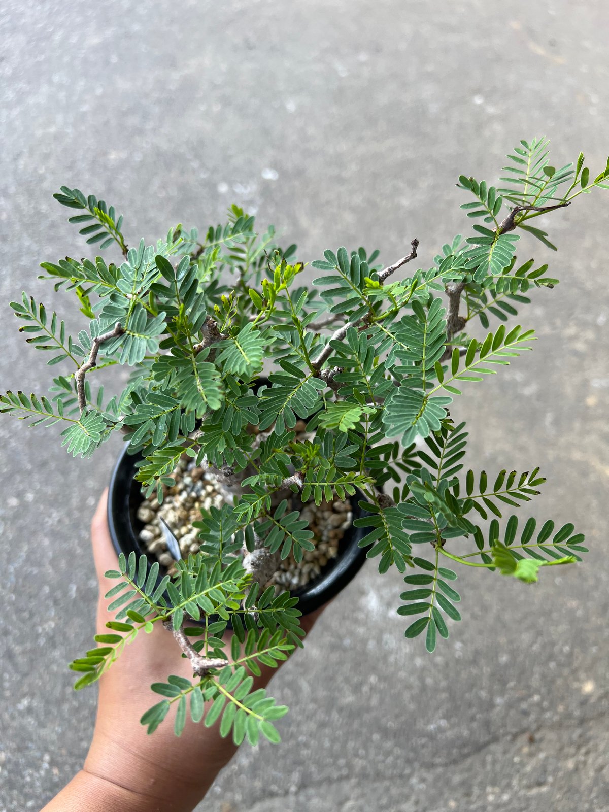 センナメリディオナリス　実生　ミニラン4 Yahoo!オークション - 【実生】 センナ メリディオナリス