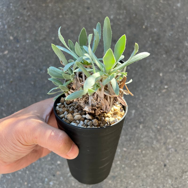 オトンナ レトロルサ 2 | STELLA.PLANTS