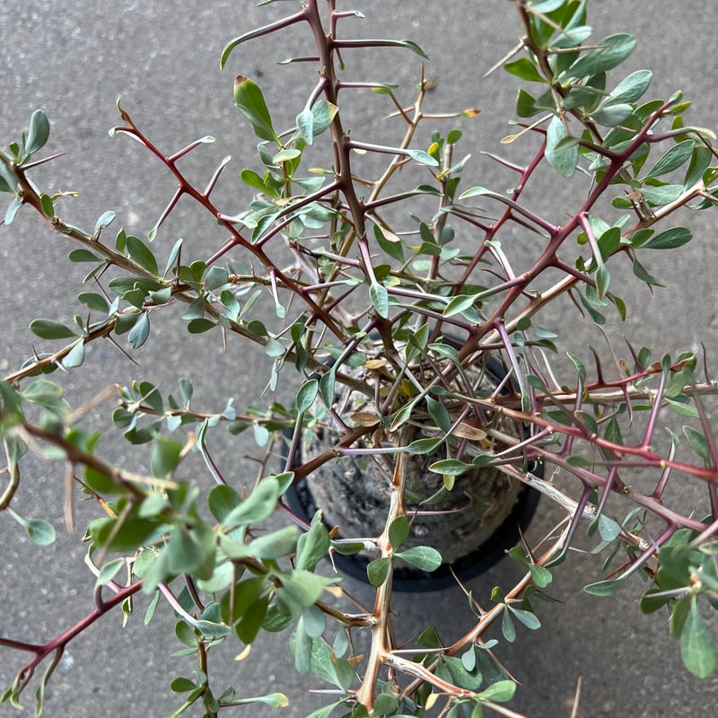 フォークイエリア コルムナリス 観峰玉 | STELLA.PLANTS