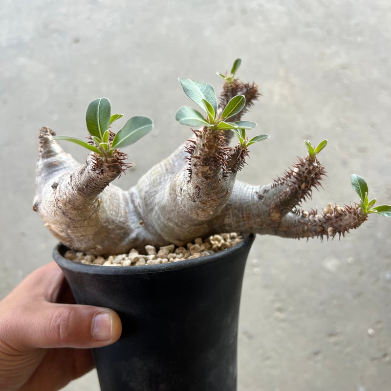 パキポディウム マカイエンセ | STELLA.PLANTS パキポディウム マカイエンセ | STELLA.PLANTS