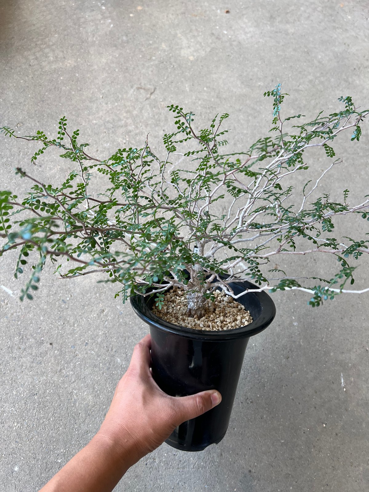 オペルクリカリア パキプス | STELLA.PLANTS オペルクリカリア パキプス | STELLA.PLANTS