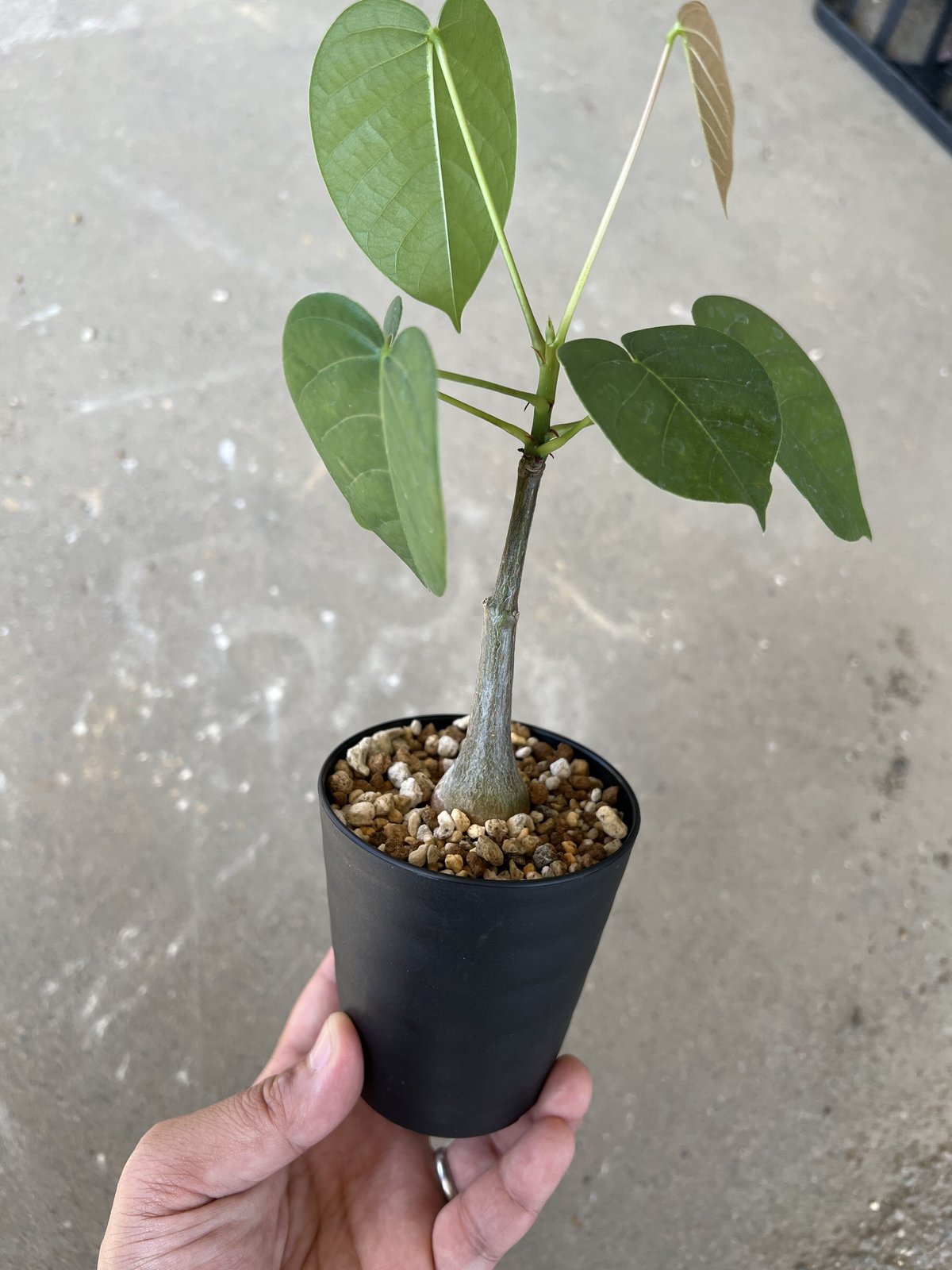 ボンバックス プセウドボンバックス エリプティクマ | STELLA.PLANTS