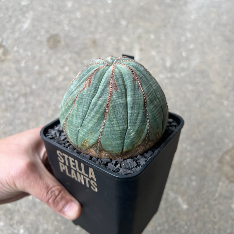 ユーフォルビア　オベサ ユーフォルビア オベサ4 | STELLA.PLANTS