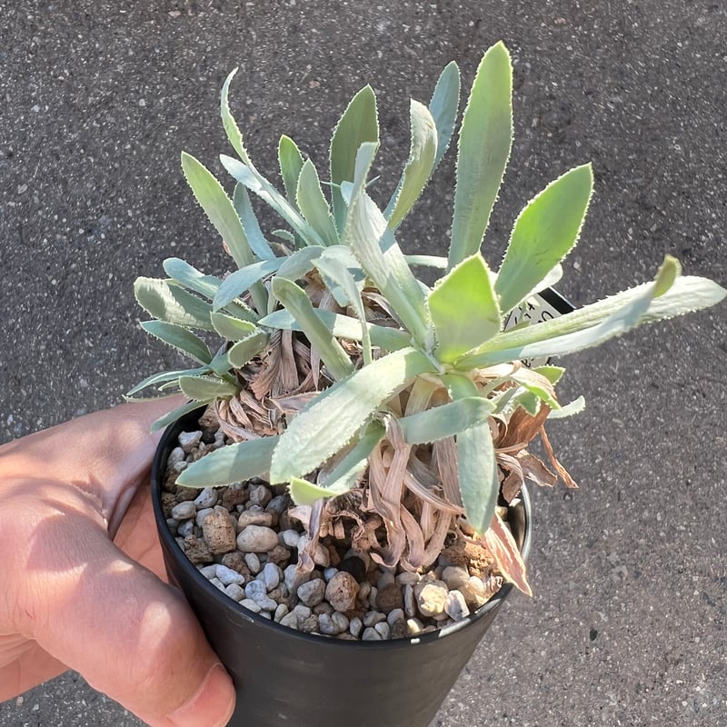 オトンナ レトロルサ 2 | STELLA.PLANTS