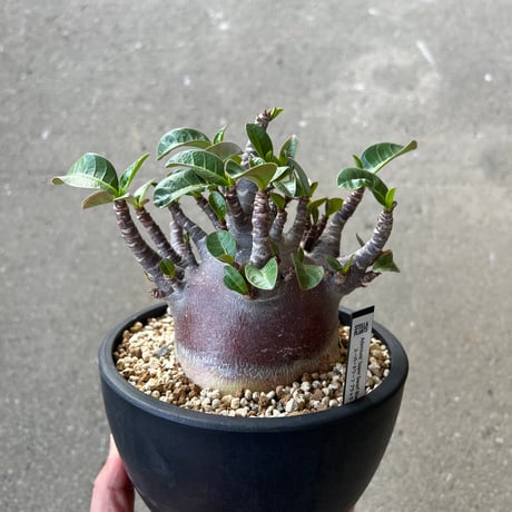 その他観葉植物 stella STELLA.PLANTS